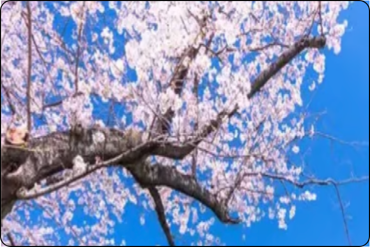 Half-Day Cherry Blossom Highlights Tour in Tokyo